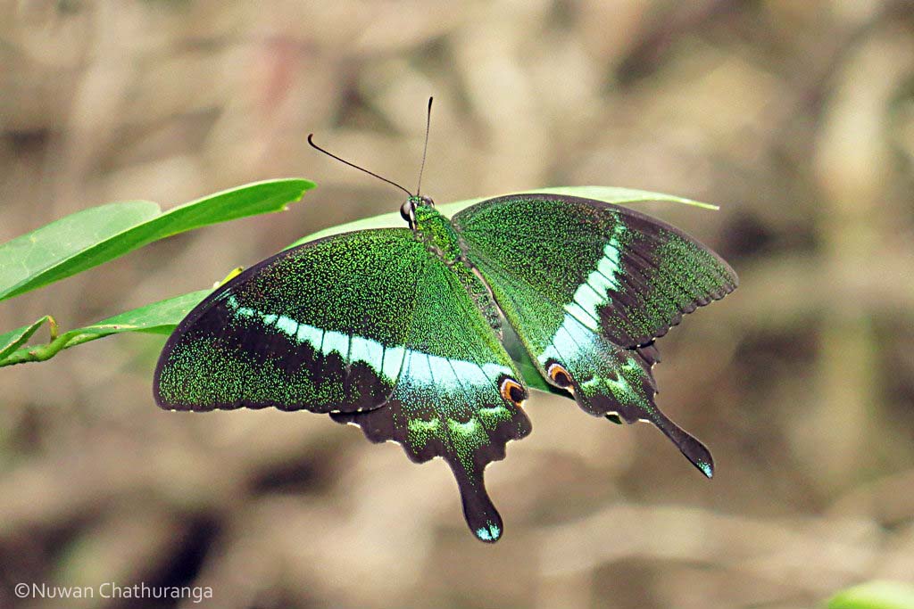 Banded Peacock