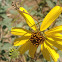 Brittlebush