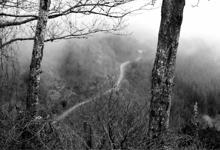 La strada nel bosco di trillo