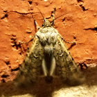 Black Cutworm Moth