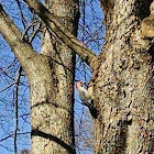 Red-bellied Woodpecker