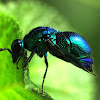 Cuckoo Wasp