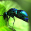 Cuckoo Wasp