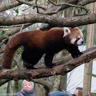 Red Panda