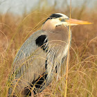 Great blue heron