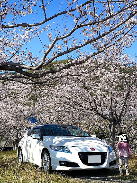 CR-Zの桜とコラボ🌸・タケノコ掘り・高知・桜と愛車に関するカスタム事例の投稿画像2枚目