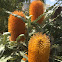 Banksia tree