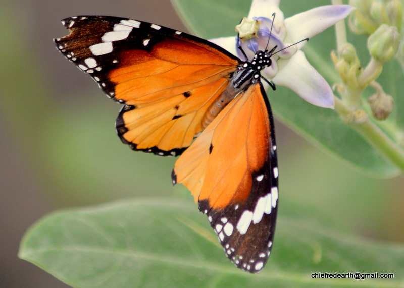 Plain tiger