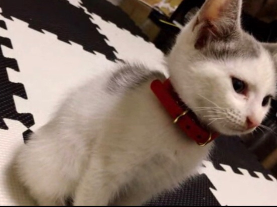 かけさんさんが投稿した猫・車関係ないですw・大きく育ってね♪に関するカスタム事例の投稿画像1枚目