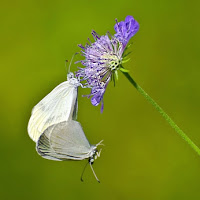 L'amore su un fiore di 