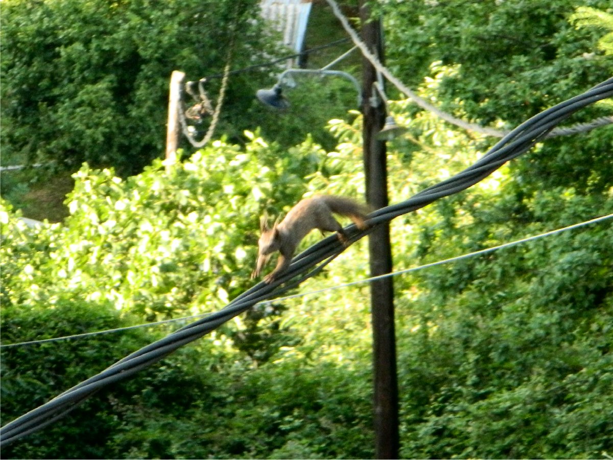 Red squirrel (σκίουρος)