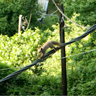 Red squirrel (σκίουρος)