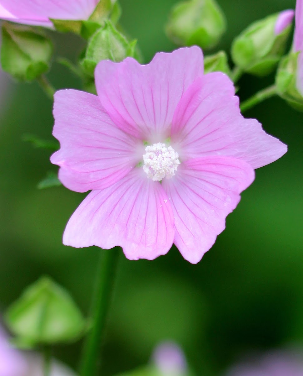 Wild Geranium