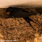 Barn Swallow; Golondrina Común