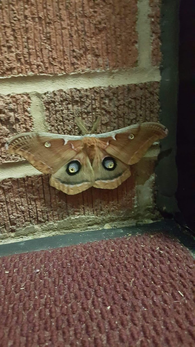 Polyphemus moth