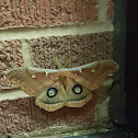 Polyphemus moth