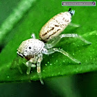 Jumping Spider