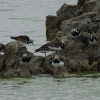 Ruddy Turnstone (breeding)