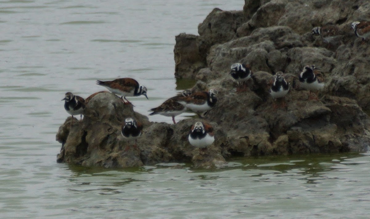 Ruddy Turnstone (breeding)