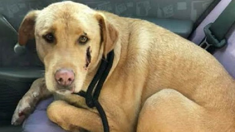 Louise Schachat’s labrador cross‚ Sacha‚ which needed surgery after escaping from a hijacker.