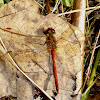 Autumn Meadowhawk