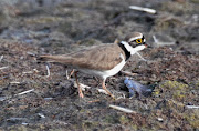 This little ring plover was spotted outside Port Elizabeth.