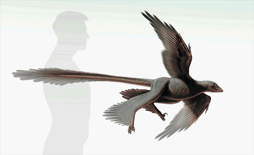 WINGING IT: 'Changyuraptor yangi', whose unusually long tail probably kept it in the air Illustration