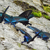Alpine Black Swallowtail
