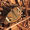 Common buckeye