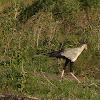 Secretary bird