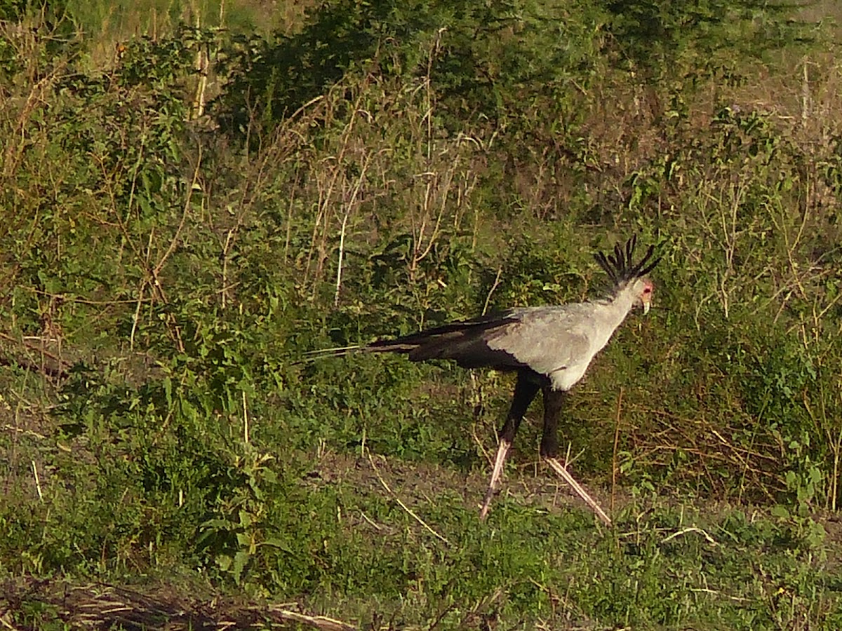 Secretary bird