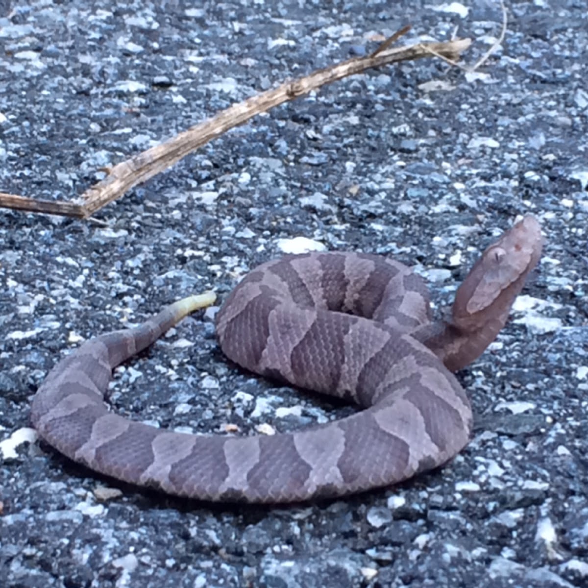 Copperhead