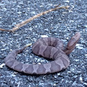 Copperhead