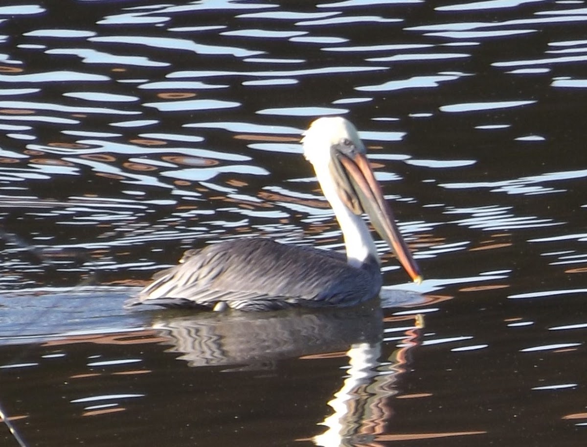 Brown Pelican