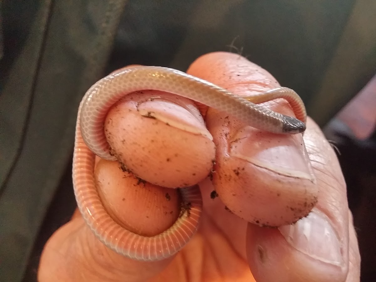 Western Black-headed Snake