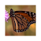 Item logo image for Butterfly