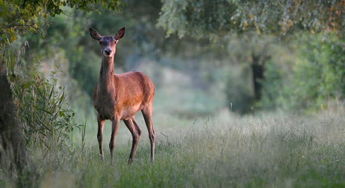 Trouver Bebe Chevreuil