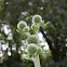 Great Globe Thistle