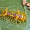 Lymacodidae caterpillar