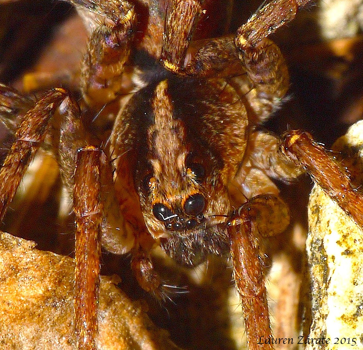 Camouflaged Wolf Spider