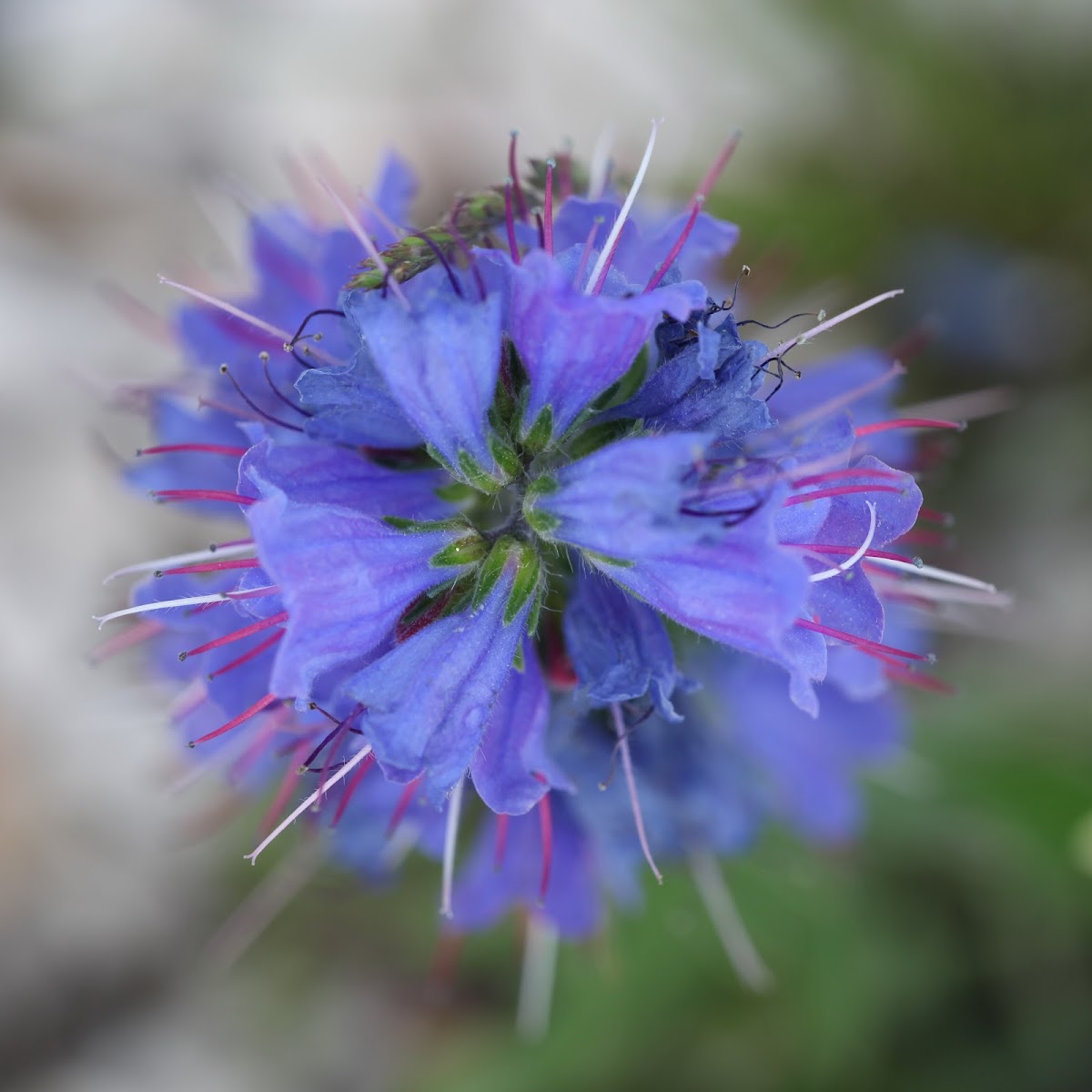 Viper's bugloss