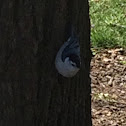 White-Breasted Nuthatch