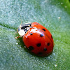 Multicolored Asian Lady Beetle