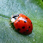 Multicolored Asian Lady Beetle