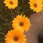 Calendula