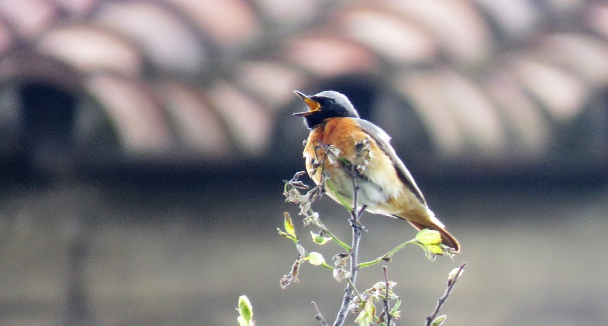 Redstart