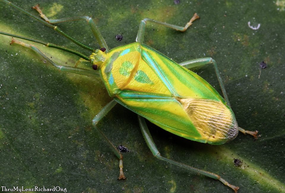 Shield Bug