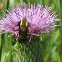 Clearwing Moth