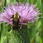 Clearwing Moth