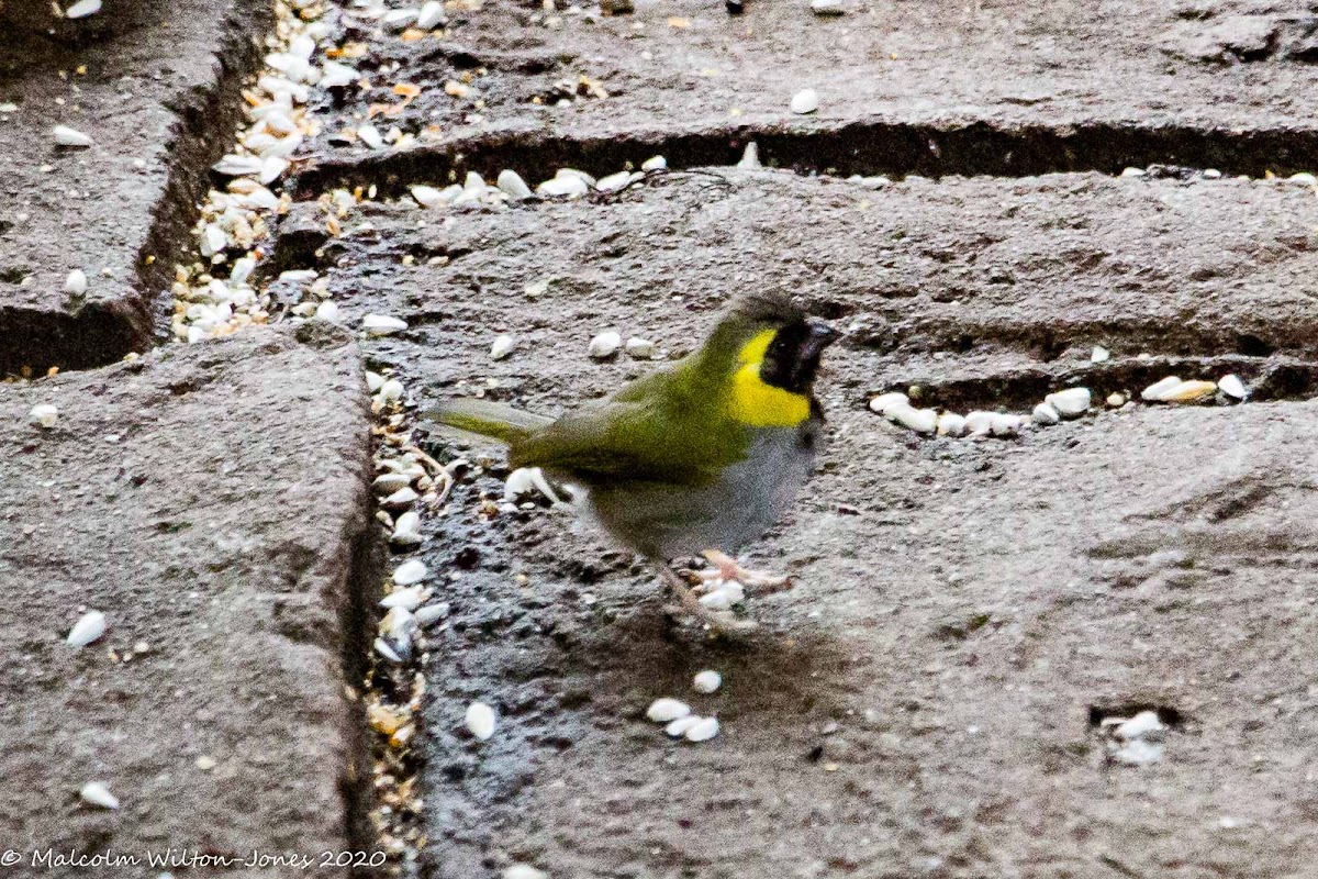 Cuban Grassquit